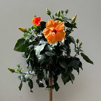 Hibiskus, orange, Stamm, Topf-Ø 23 cm, Höhe ca. 90 cm