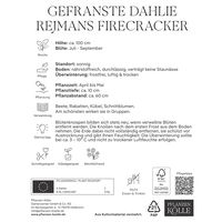 Kölles Beste Blumenknollen, Gefranste Dahlien 'Rejmans Firecracker' Kölles Beste Blumenknollen, Gefranste Dahlien 'Rejmans Firecracker'