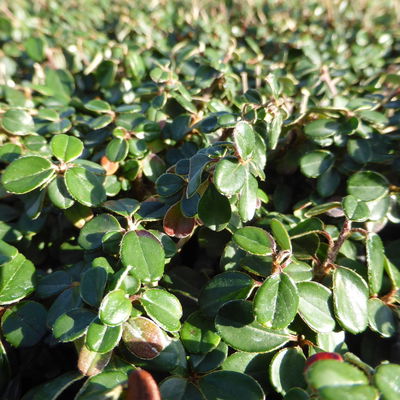 Zwergmispel 'Cochleatus', 12er-Set, 9 cm Ø Topf Zwergmispel 'Cochleatus', 12er-Set, 9 cm Ø Topf