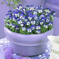 Hornveilchen 'Sorbet XP Delft Blue' blau-weiß, Topf-Ø 13 cm, 6 Pflanzen