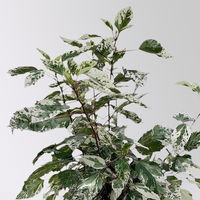 Hibiskus 'Variegata' rot, Busch, Topf-Ø 19 cm, Höhe ca. 50 cm