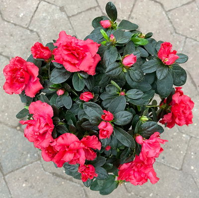 Azalee, Stamm, Farbe zufällig, Topf-Ø 13cm, Höhe ca. 45 cm, 2 Pflanzen Azalee, Stamm, Farbe zufällig, Topf-Ø 13cm, Höhe ca. 45 cm, 2 Pflanzen