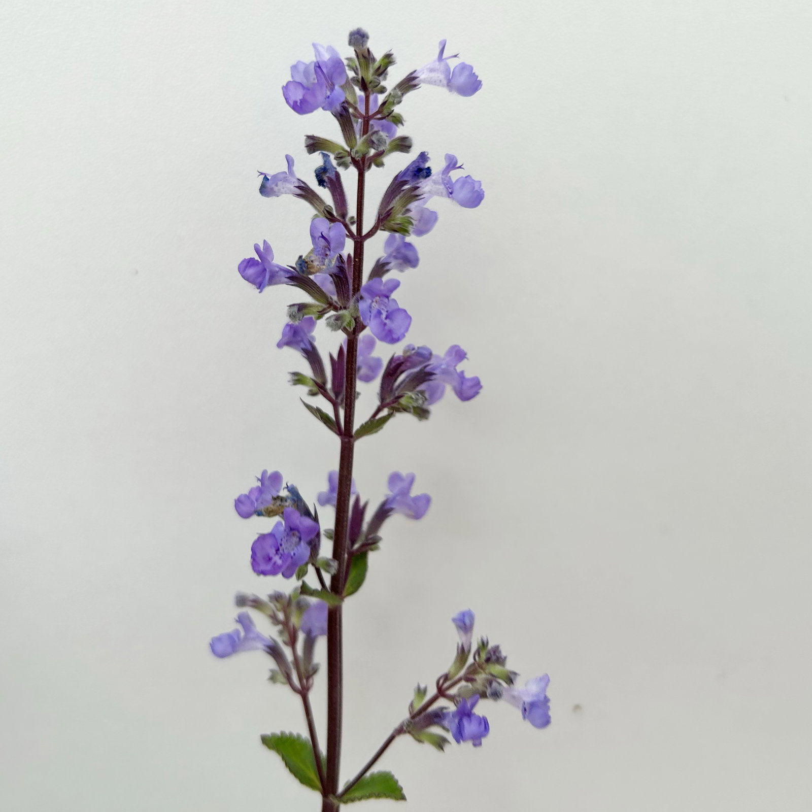 Bio Katzenminze, blau, Topf-Ø 12cm Bio Katzenminze, blau, Topf-Ø 12cm