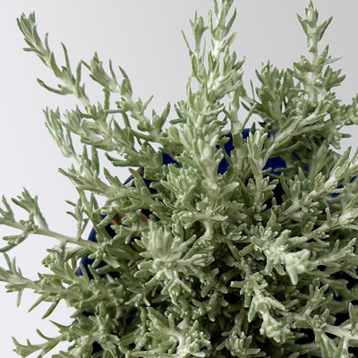 Silverland Mix Mini, silber-grau, Topf-Ø  7 cm, 12 Pflanzen