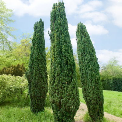 2er Set Grüne-Säuleneibe, Taxus baccata  2er Set Grüne-Säuleneibe, Taxus baccata