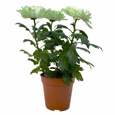 Chrysantheme 'Zembla Make-Upz® Uno Mix, Farben zufällig, Topf-Ø 13 cm, 3er-Set Chrysantheme 'Zembla Make-Upz® Uno Mix, Farben zufällig, Topf-Ø 13 cm, 3er-Set