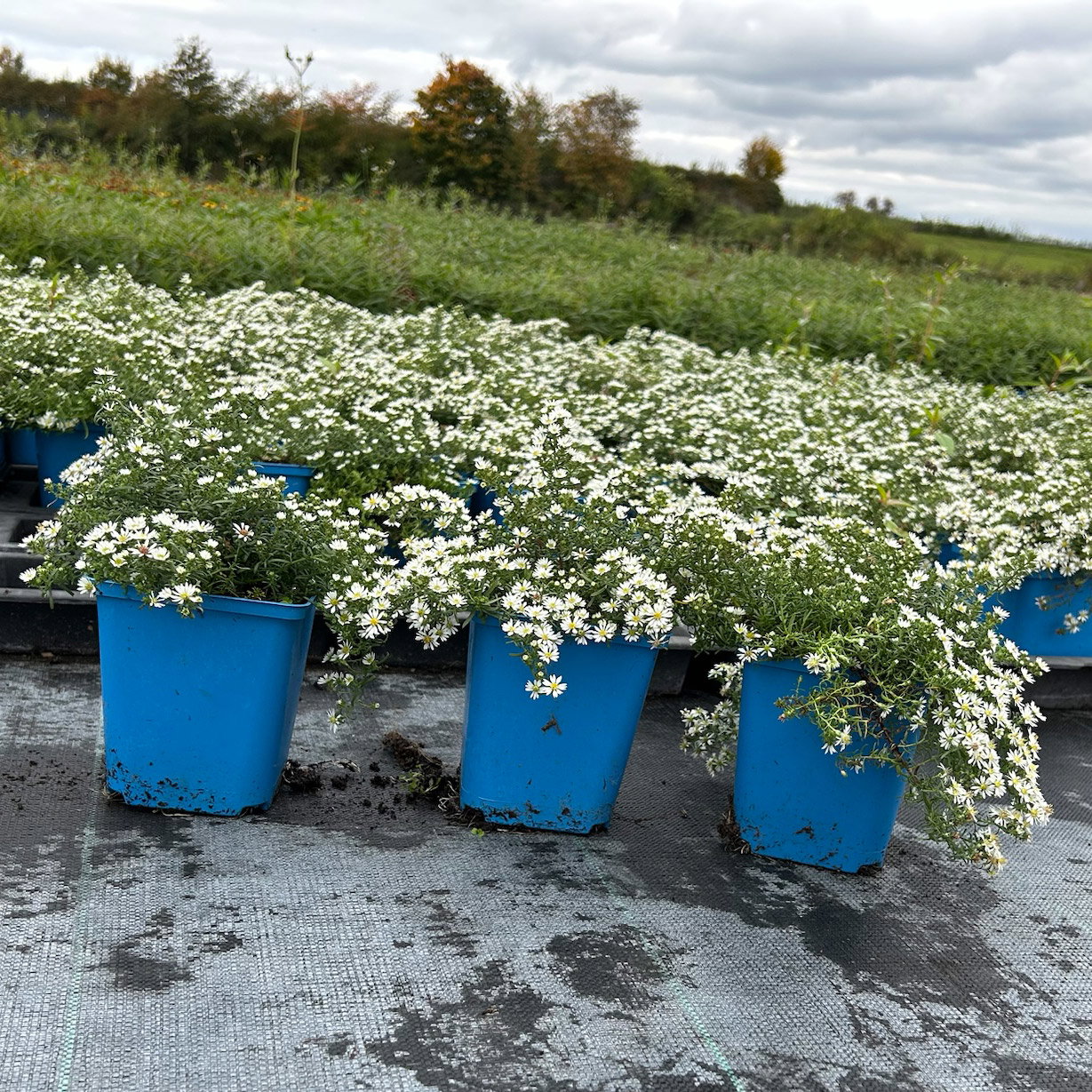 Bio Teppich-Myrthenaster 'Snowflurry', weiß, Topf 11x11 cm, 3 Pflanzen