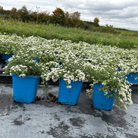 Bio Teppich-Myrthenaster 'Snowflurry', weiß, Topf 11x11 cm, 3 Pflanzen