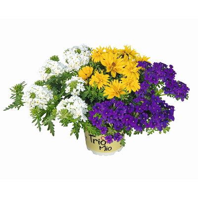 Sommerblumen Mix TrioMio™ bunt, Mix zufällig, Topf-Ø 12 cm, 6er-Set Sommerblumen Mix TrioMio™ bunt, Mix zufällig, Topf-Ø 12 cm, 6er-Set