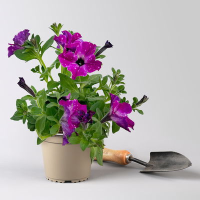 Petunien 'Circus Sky®' pink-weiß, hängend, Topf-Ø 13 cm, 6 Pflanzen