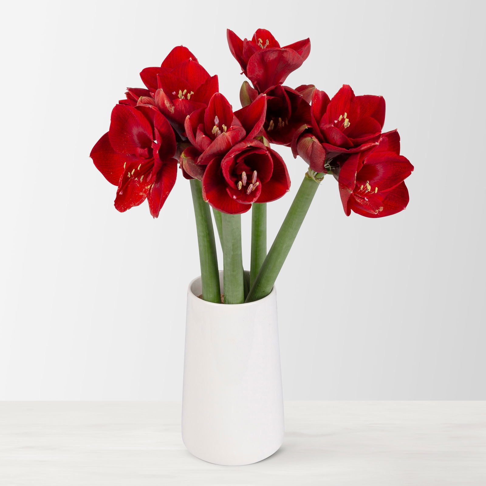 5 weihnachtsrote Amaryllis 'Liberty'