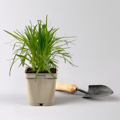 Bio Margerite 'Polaris' weiß, Topf 11x11 cm, 3 Pflanzen Bio Margerite 'Polaris' weiß, Topf 11x11 cm, 3 Pflanzen