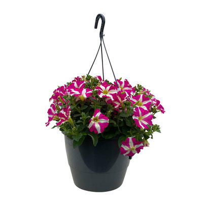 Petunie 'Amore® Pink Hearts', pink-weiß, hängend, Ampeltopf-Ø 27 cm