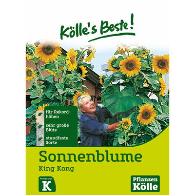Blumensamen, Sonnenblume 'King Kong' Blumensamen, Sonnenblume 'King Kong'