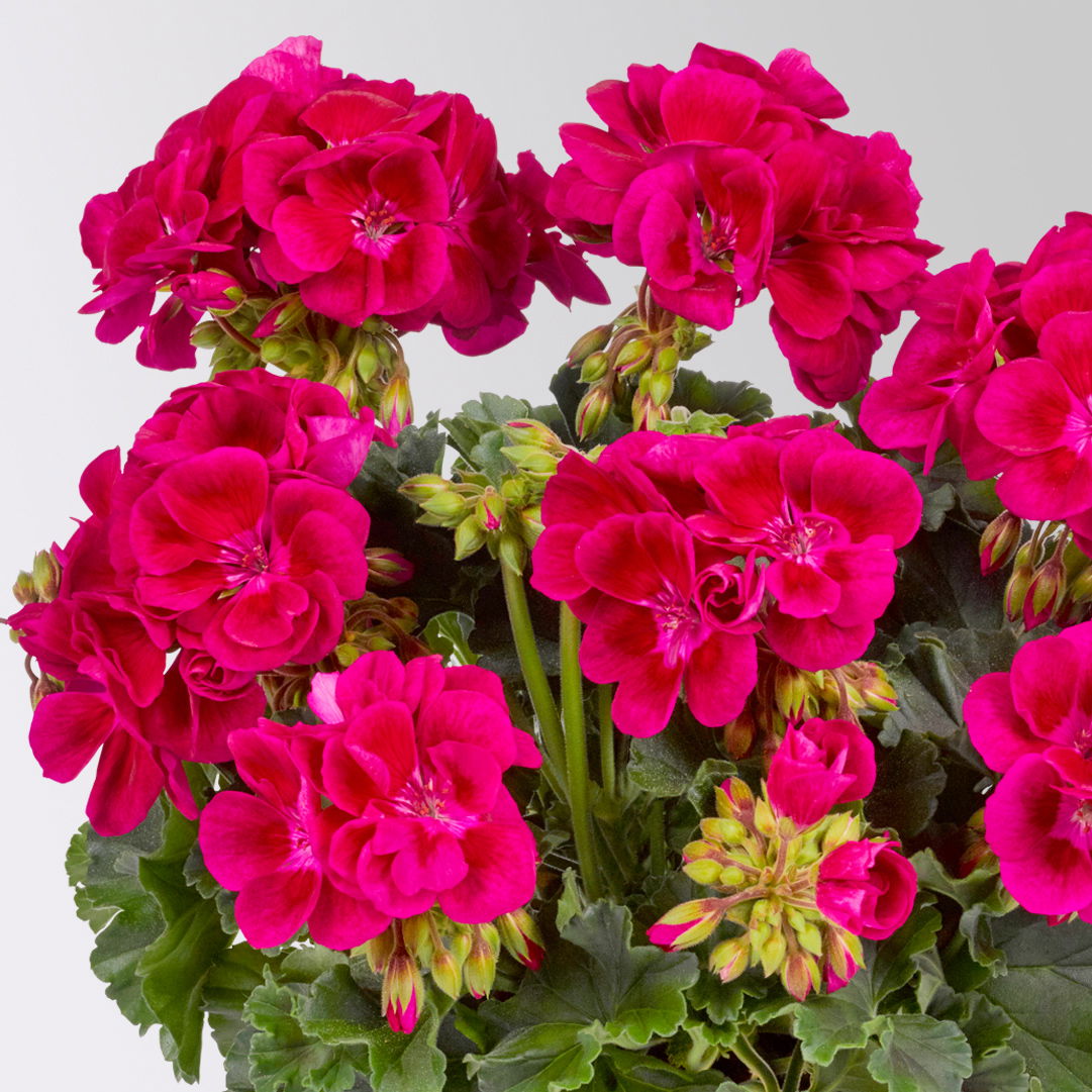 Geranie, dunkelpink, stehend, Topf-Ø 13 cm, 6 Pflanzen