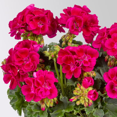 Geranie, dunkelpink, stehend, Topf-Ø 13 cm, 6 Pflanzen Geranie, dunkelpink, stehend, Topf-Ø 13 cm, 6 Pflanzen