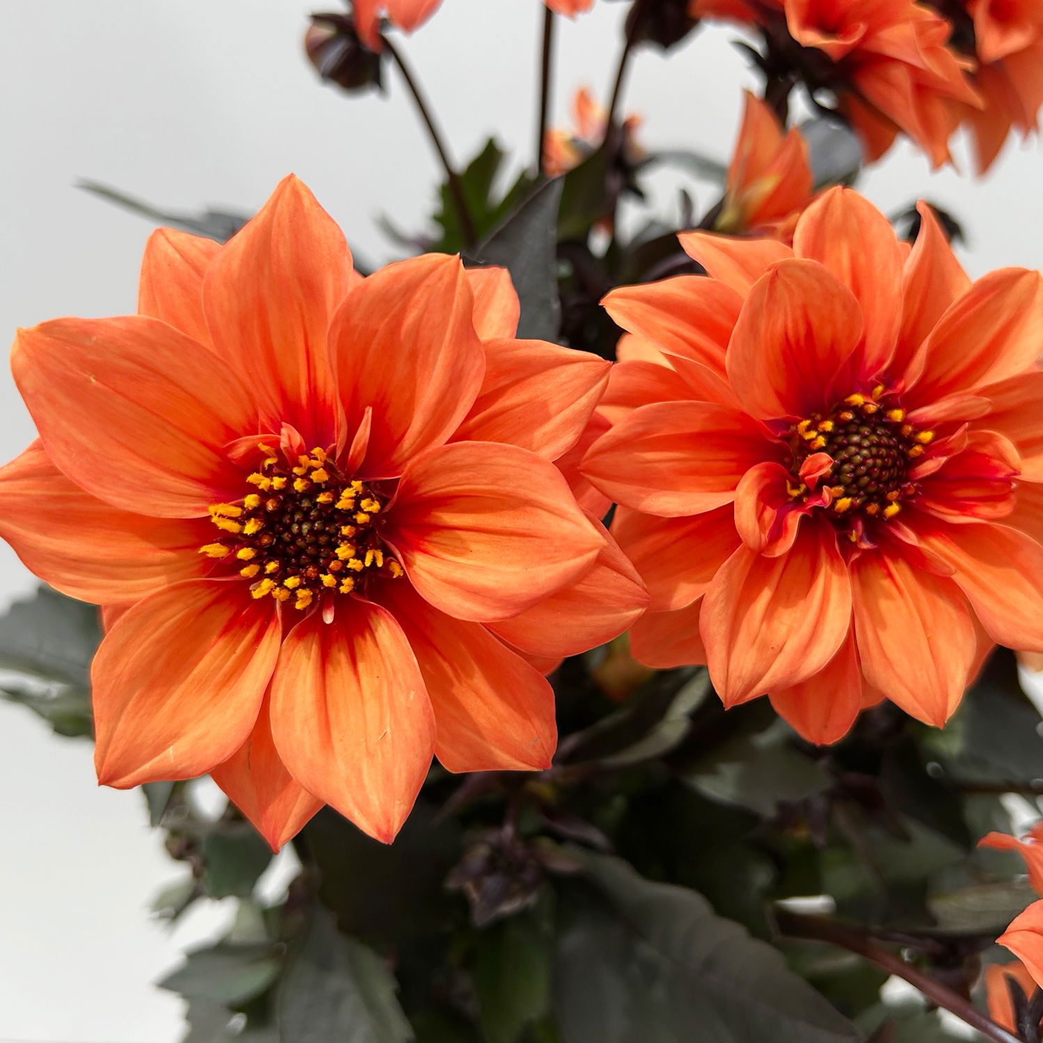 Dahlie, orange, dunkellaubig, Topf-Ø 19 cm, 2 Pflanzen
