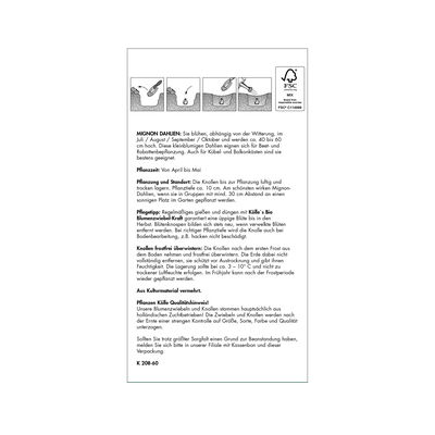 Mignon-Dahlie 'Fire and Ice' weiß mit roten Streifen, 1 Blumenknolle