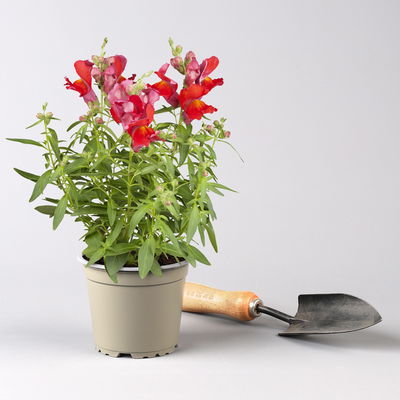 Pflanzenkreation Farbenrausch, groß, 6 Pflanzen inkl. Erde und Dünger