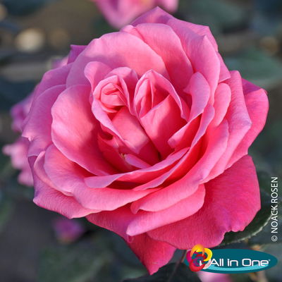 Stammrose 'Charisma'®, Edelrose, Stammhöhe 60cm, Topf 7,5 Liter Stammrose 'Charisma'®, Edelrose, Stammhöhe 60cm, Topf 7,5 Liter