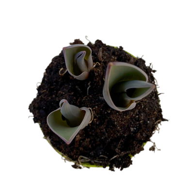 Tulpe rot, vorgetrieben, Topf-Ø 10 cm , 6 Pflanzen