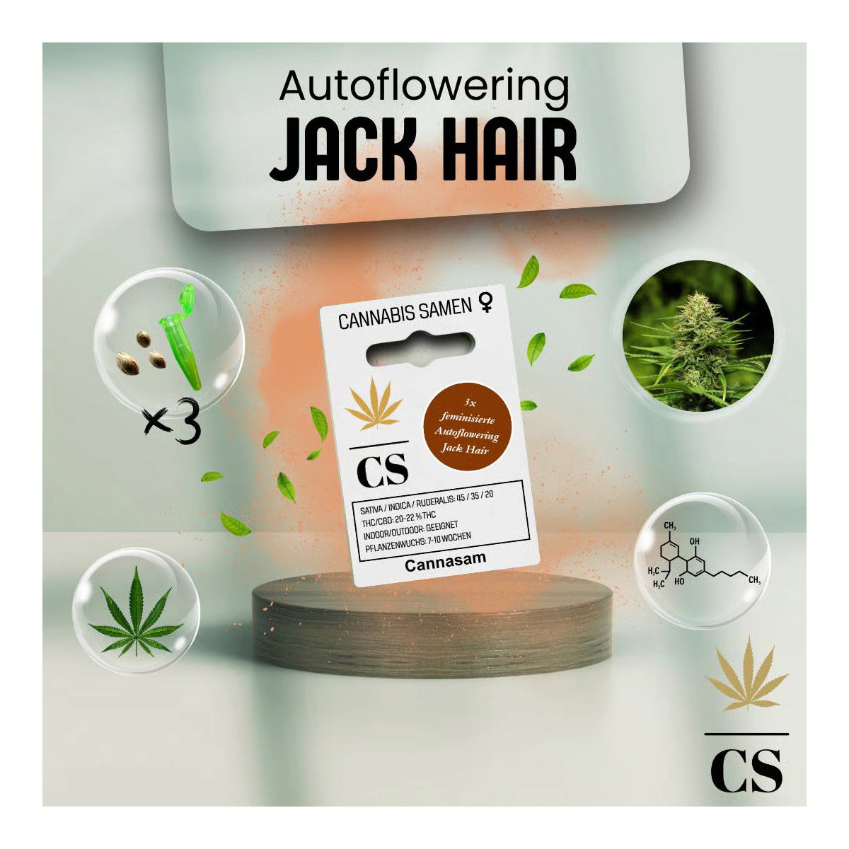 Cannabis Saatgut Hanf 'Jack Hair Auto'