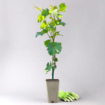 Kernarme Tafeltraube 'Stefanie'(S)