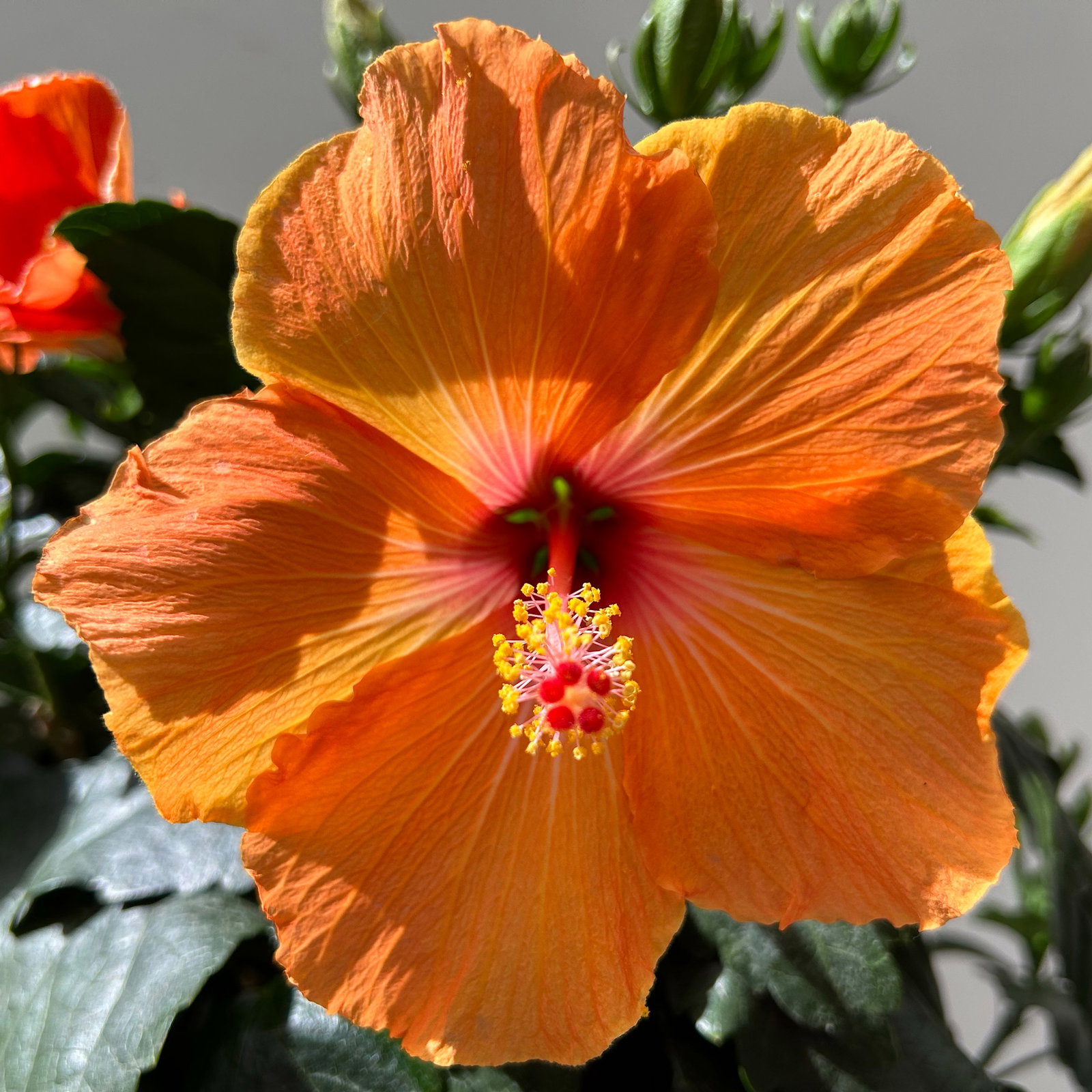 Hibiskus, orange, Stamm, Topf-Ø 23 cm, Höhe ca. 90 cm