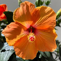 Hibiskus, orange, Stamm, Topf-Ø 23 cm, Höhe ca. 90 cm