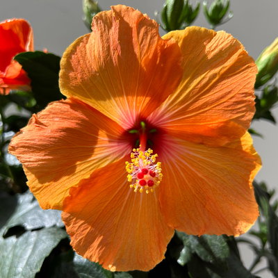 Hibiskus, orange, Stamm, Topf-Ø 23 cm, Höhe ca. 90 cm