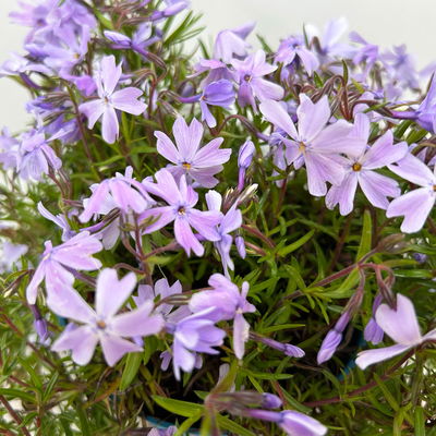 Phlox subulata 'Emerald Cushion Blue' blau, Topf 11x11 cm, 3 Pflanzen