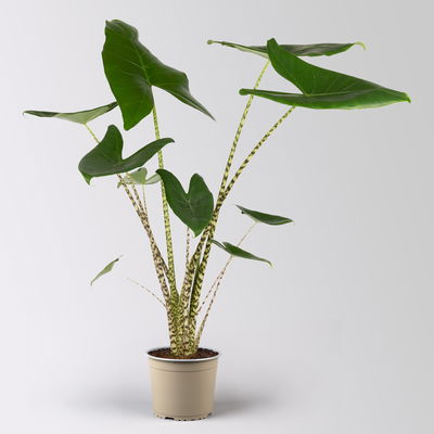 Alocasia 'Zebrina', in Keramiktopf Dallas, Topf-Ø 17 cm, Höhe ca. 60 cm Alocasia 'Zebrina', in Keramiktopf Dallas, Topf-Ø 17 cm, Höhe ca. 60 cm