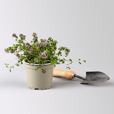 Bio Kaskadenthymian, Topf-Ø 12 cm