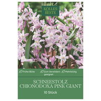 Schneestolz (Chionodoxa Pink Giant) hellrosa, 10 Blumenzwiebeln