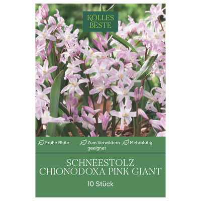 Schneestolz (Chionodoxa Pink Giant) hellrosa, 10 Blumenzwiebeln Schneestolz (Chionodoxa Pink Giant) hellrosa, 10 Blumenzwiebeln
