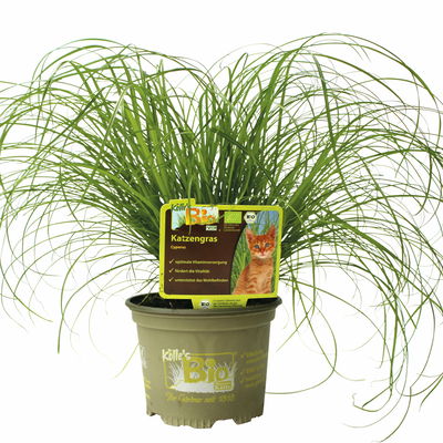 Bio Katzengras, Topf-Ø 12 cm, 6 Pflanzen Bio Katzengras, Topf-Ø 12 cm, 6 Pflanzen