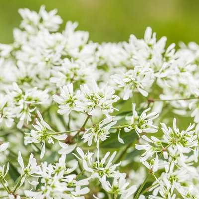 Pflanzenkreation 'Insektenbuffet', bunt, 6 Pflanzen inkl. Erde und Dünger