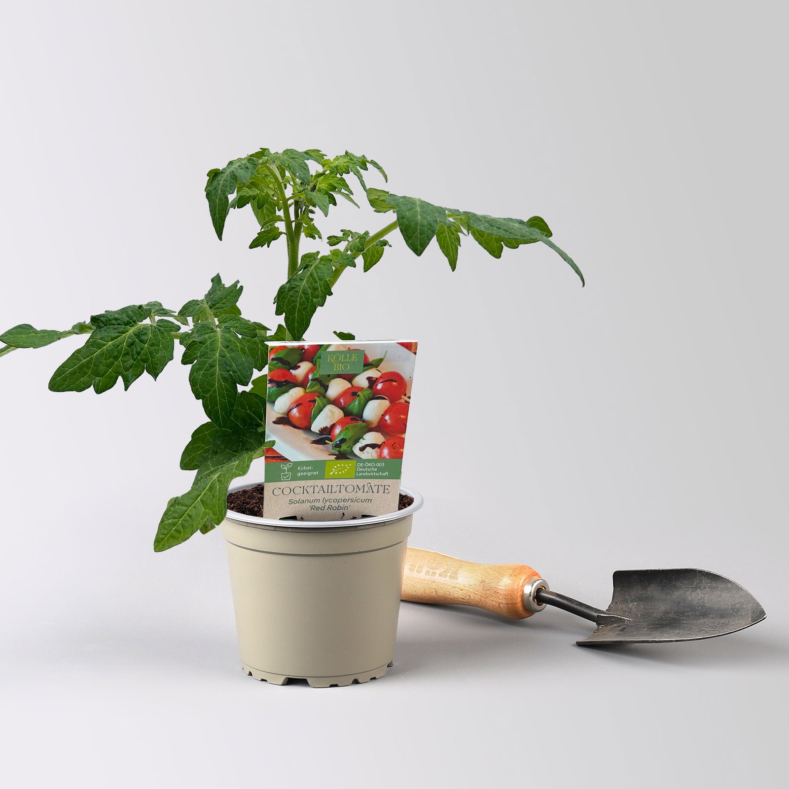 Bio Cocktailtomate 'Red Robin' Topf-Ø 12 cm, 3 Pflanzen Bio Cocktailtomate 'Red Robin' Topf-Ø 12 cm, 3 Pflanzen
