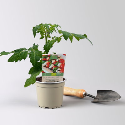 Bio Cocktailtomate 'Red Robin' Topf-Ø 12 cm, 3 Pflanzen Bio Cocktailtomate 'Red Robin' Topf-Ø 12 cm, 3 Pflanzen