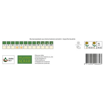 XXL Triumph Tulpen Strong gold gelb, 7 Blumenzwiebeln