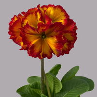 Hohe Schlüsselblume 'Inara® Fire' rot-gelb, Topf-Ø 13 cm, 6er-Set