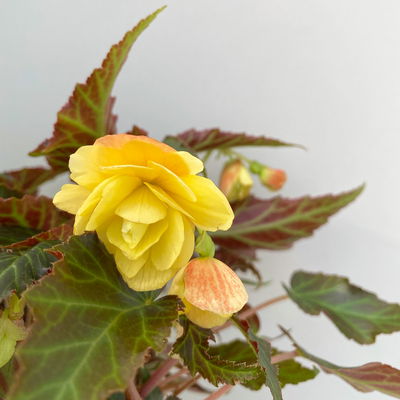 Begonie, halbhängend, Farbe zufällig, Topf-Ø 13 cm, 6 Pflanzen