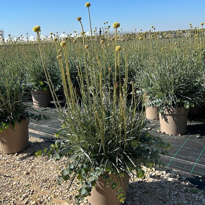 Craspedia & Eukalyptus Duo, gelb & blaugrün, Topf-Ø 27 cm