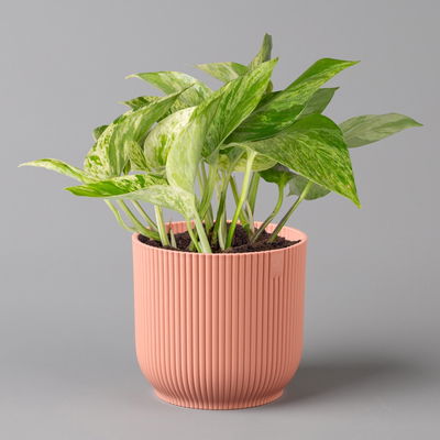 Efeutute 'Marble Queen' inkl. Übertopf Vibes rosa, Topf-Ø 12 cm, Höhe ca. 15 cm Efeutute 'Marble Queen' inkl. Übertopf Vibes rosa, Topf-Ø 12 cm, Höhe ca. 15 cm