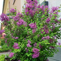 Zwerg-Duftflieder 'Bloomerang'® 'Dark Purple'(S), Syringa, dunkellila, im 19 cm Topf