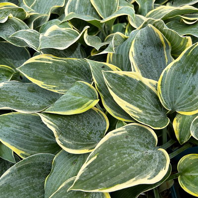 Bio Funkien 'First Frost' lila, Topf 11x11 cm, 3 Pflanzen Bio Funkien 'First Frost' lila, Topf 11x11 cm, 3 Pflanzen