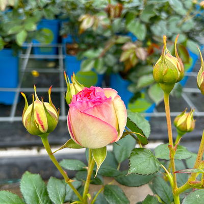 Strauchrose 'Eden Rose®', hellrosa, Topf 5 Liter Strauchrose 'Eden Rose®', hellrosa, Topf 5 Liter