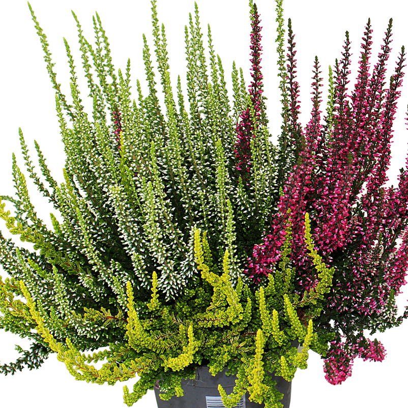 Knospenheide 'Trio', mehrfarbig, Farben zufällig, Topf-Ø 12/13 cm, 6 Pflanzen