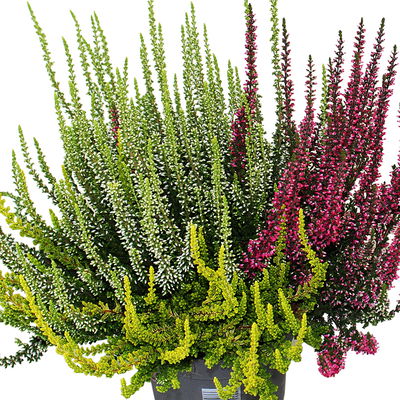 Knospenheide 'Trio', mehrfarbig, Farben zufällig, Topf-Ø 12/13 cm, 6 Pflanzen Knospenheide 'Trio', mehrfarbig, Farben zufällig, Topf-Ø 12/13 cm, 6 Pflanzen