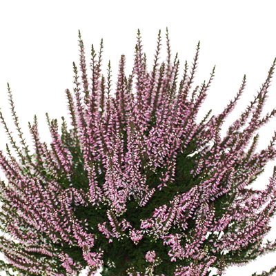 Knospenheide, rosa, Topf-Ø 10,5/11 cm, 8 Pflanzen Knospenheide, rosa, Topf-Ø 10,5/11 cm, 8 Pflanzen